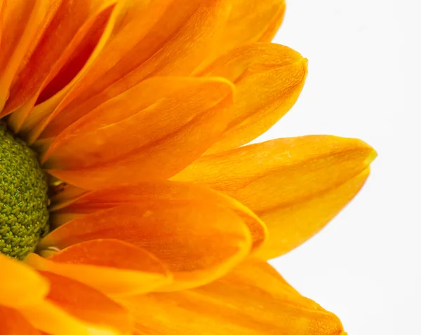 Yellow Chrysanthemums flower background, petals chrysanthemums