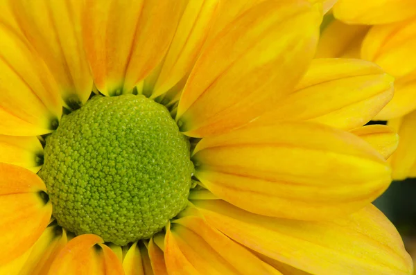 Sarı Kasımpatı çiçeği arka plan, yaprakları krizantem