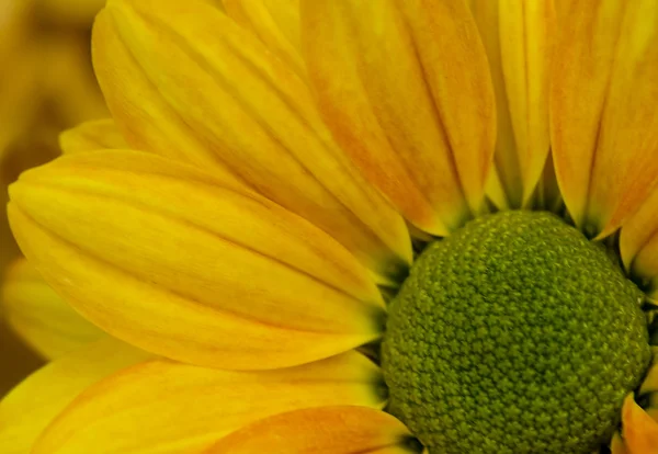 Sarı Kasımpatı çiçeği arka plan, yaprakları krizantem