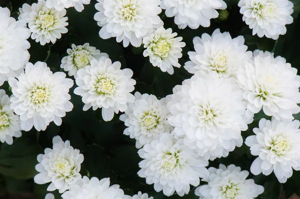 Weiße Chrysanthemen Blumenhintergrund, Blütenblätter Chrysanthemen. — Stockfoto