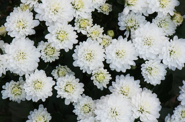 흰 국화 꽃 배경, 국화 꽃잎. — 스톡 사진