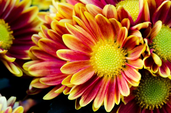 Arka plan, yaprakları krizantem krizantem çiçek