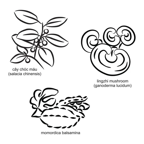 様式化された薬用植物セット 2 — ストックベクタ