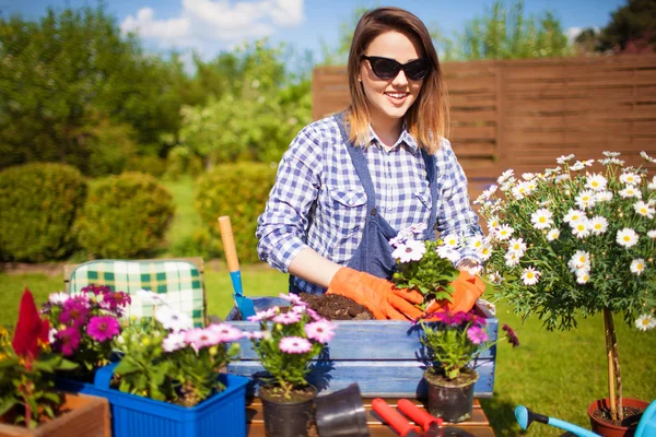 Γυναίκα potting osteospermum λουλούδια — Φωτογραφία Αρχείου