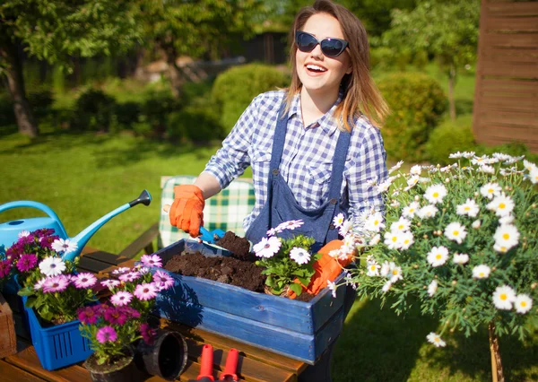 Woman potting osteospermum flowers Stock Picture