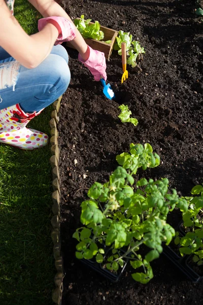 Frau pflanzt Salat — Stockfoto