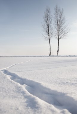 Beyaz kış kar manzara ağaçlarda