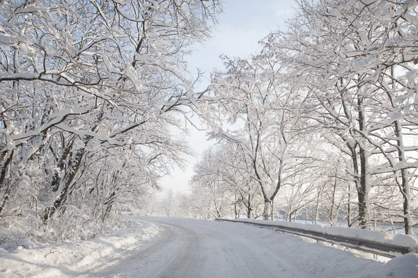 Boş orman yolu — Stok fotoğraf