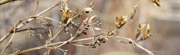 Torra blad på en gammal gren en vårdag — Stockfoto