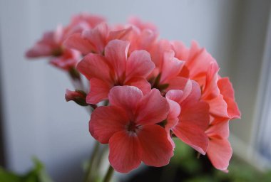 Pencere kenarında kırmızı-pembe çiçek buketi