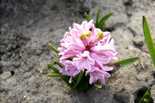 Różowy kwiat kwitnącego krokusa na szarym gruncie — Zdjęcie stockowe