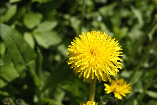 One yellow dandelion flower on a blurred background of green leaves — Stock Photo, Image