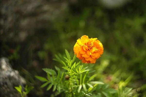 Orange saffron flower isolated on blurred greenery background — 스톡 사진