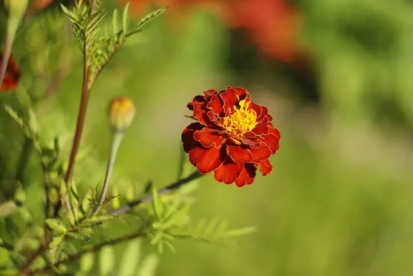 Jeden ciemnoczerwony kwiat szafranu na rozmytym zielonym tle — Zdjęcie stockowe