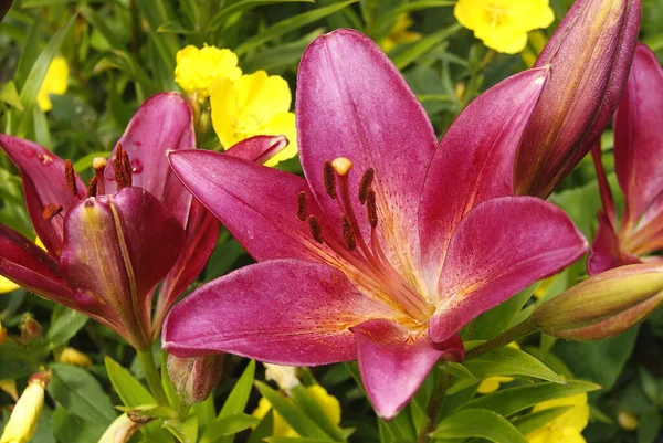 Rode lelie tussen gele bloemen op een zonnige dag — Stockfoto