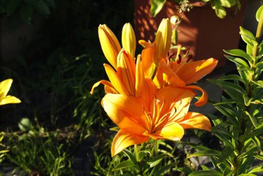 Parlak sarı çiçek açan zambak yazın bahçede.