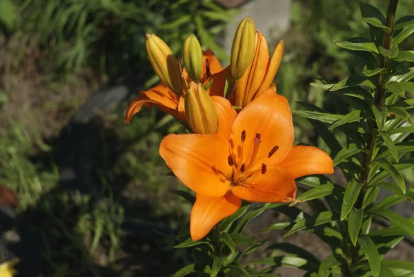 Helder gele bloeiende lelie in de zomer in de tuin — Stockfoto