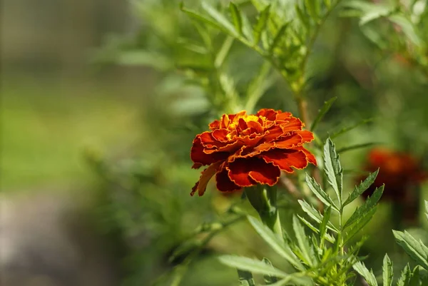 Яскраво-червоні квіти шафрану в літній день серед зелені — стокове фото