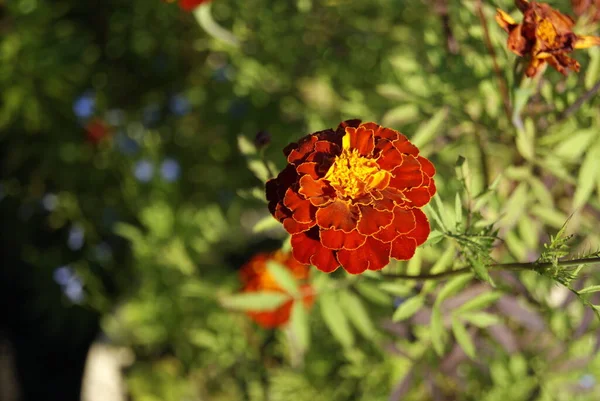 Heldere rode saffraanbloemen op een zomerse dag tussen het groen — Stockfoto