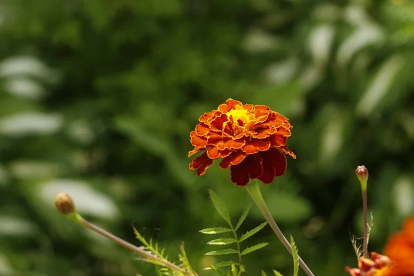 Ljusröda saffran blommor på en sommardag bland grönska — Stockfoto