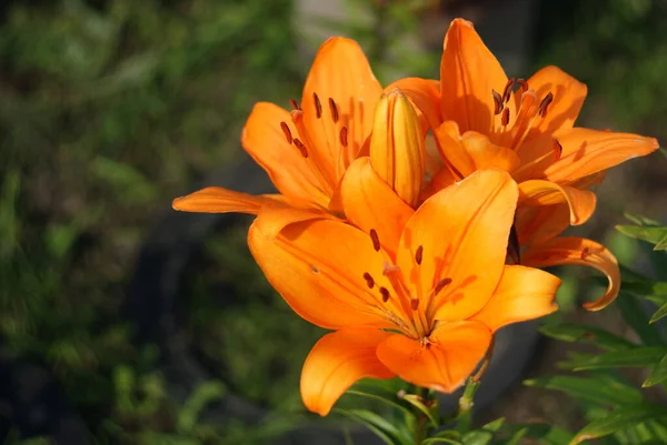 Helder gele bloeiende lelie in de zomer in de tuin — Stockfoto