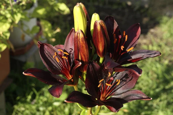 Zwarte bruine lelie bloeit in de tuin — Stockfoto