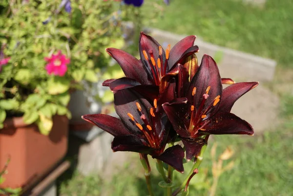 Zwarte bruine lelie bloeit in de tuin — Stockfoto