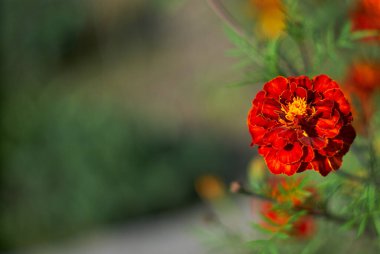 Bulanık arkaplanda kırmızı bir takvim çiçeği