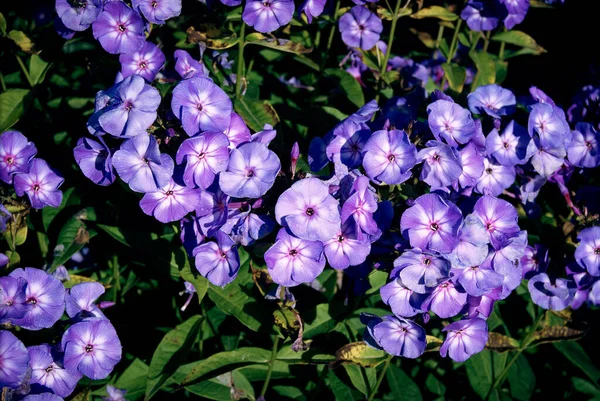 Phlox modrý šeřík v zeleném listoví kvetoucí v zahradě — Stock fotografie