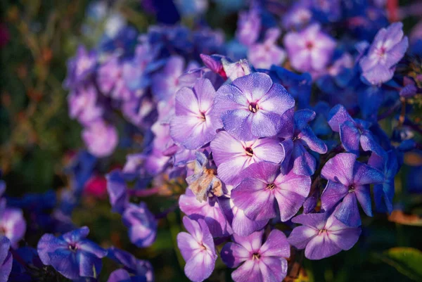 Floks niebieski liliowy w zieleni kwitnienie liści w ogrodzie — Zdjęcie stockowe