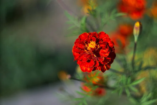 Jeden czerwony kwiat nagietka na rozmytym tle — Zdjęcie stockowe