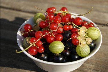 Frenk üzümü kırmızısı, yeşil, bektaşi üzümü çeşitleri.