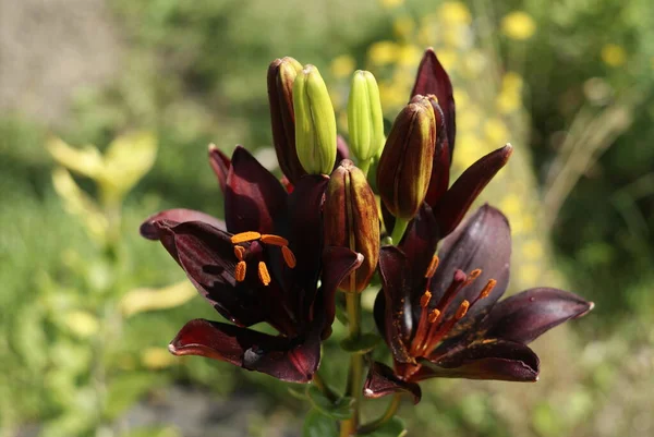 Zwarte bruine lelie bloeit in de tuin — Stockfoto