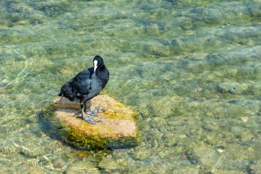 Coot (Fulica atra) - alnında leke olan küçük siyah bir su kuşu, bir çoban ailesi, bir gölette bir kayanın üzerinde oturur..