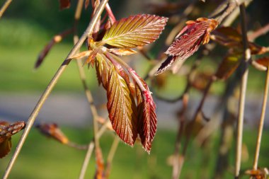 Bahar genç yaprakları dalda.