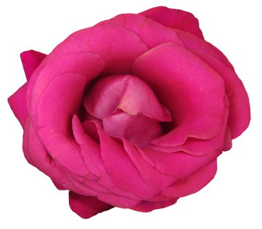 beyaz arkaplanda izole gül.