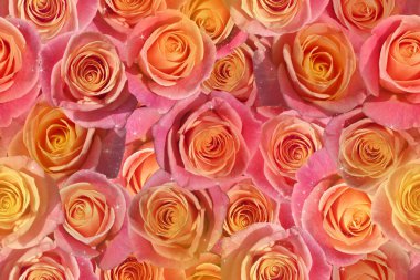 Parlak turuncu ve pembe güllerin kusursuz çiçek arkaplanı.