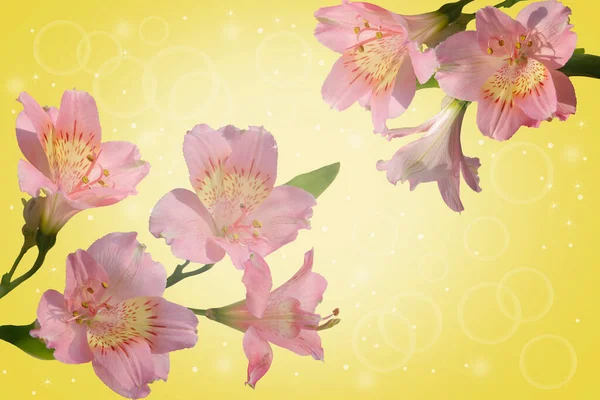 Открытка Тонкими Розовыми Лилиями Желтом Фоне — стоковое фото