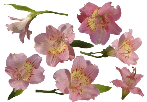 Розовые Цветы Лилии Изолированы Белом Фоне — стоковое фото