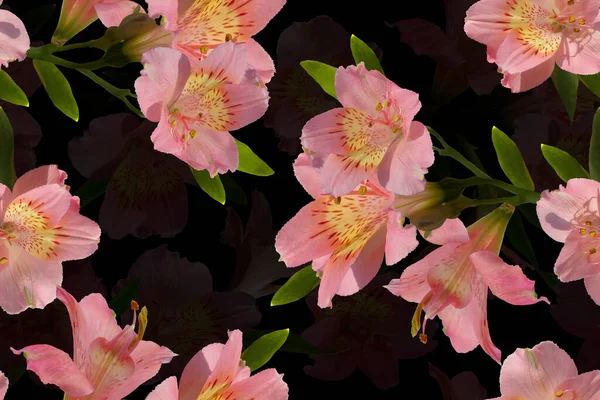 Бесшовный Узор Розовыми Цветами Лилии Черном Фоне — стоковое фото