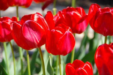 Bahar çiçekleri parlak kırmızı laleler.
