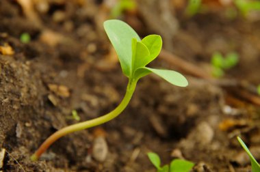 Verimli topraktan küçük yeşil filizler..