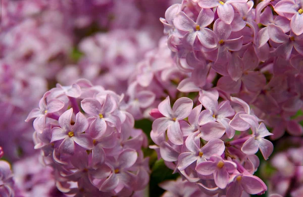 Фіолетові Бузкові Квіти Весняному Саду — стокове фото