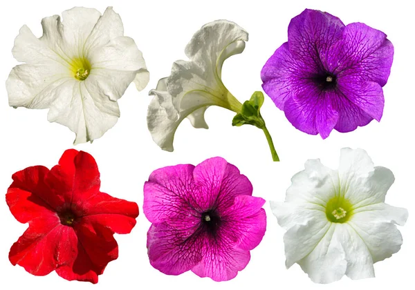 Коллекция Нескольких Цветков Петунии Разных Цветов Выделенных Белом Фоне — стоковое фото