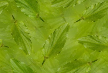 Kusursuz yeşil arkaplan ve lezzetli yapraklar..