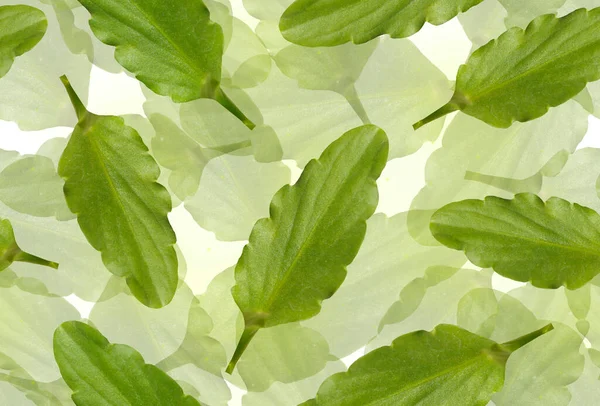 Бесшовный Узор Зелеными Листьями Белом Фоне — стоковое фото