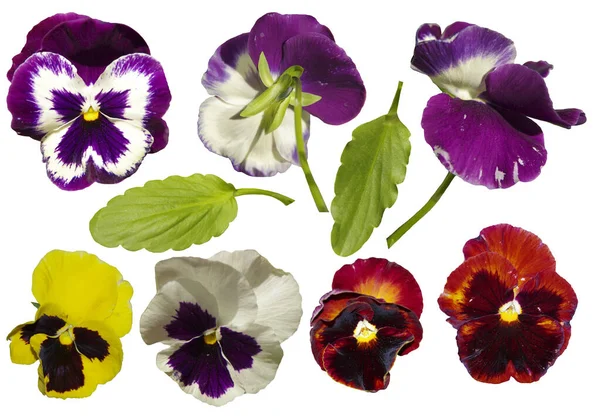 Несколько Цветов Фиалки Разных Цветов Изолированы Белом Фоне — стоковое фото
