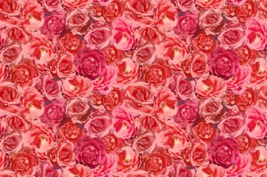 Pembe güllerin kusursuz arkaplanı.