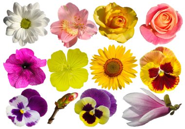 Beyaz arkaplanda izole edilmiş farklı çiçek koleksiyonu.