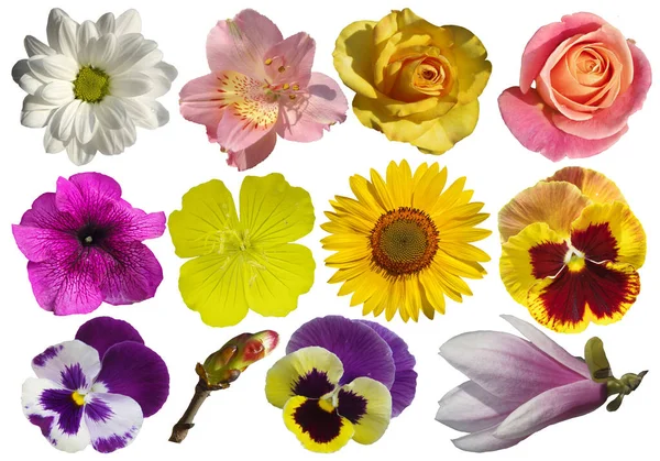 Collection Different Flowers Isolated White Background Royalty Free Stock Photos